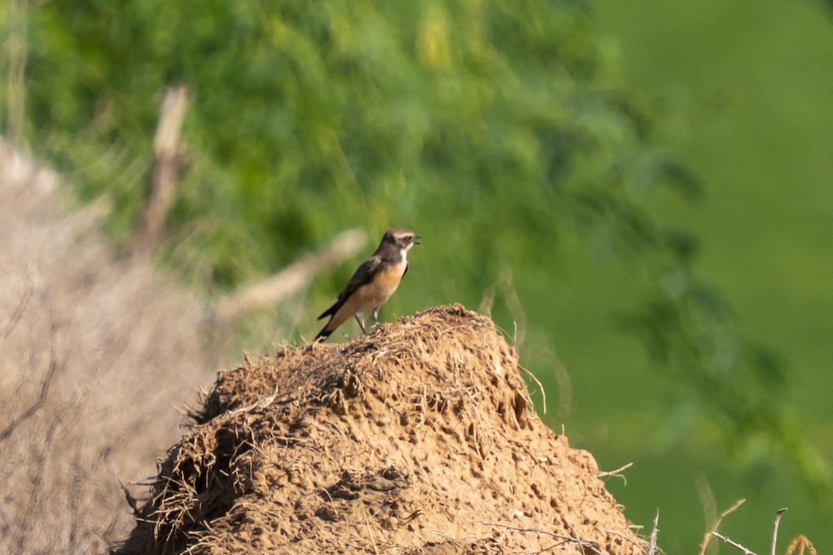 Pied Wheatear (vittata) - ML645213702