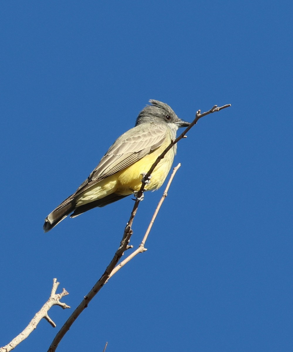 Cassin's Kingbird - ML645213708