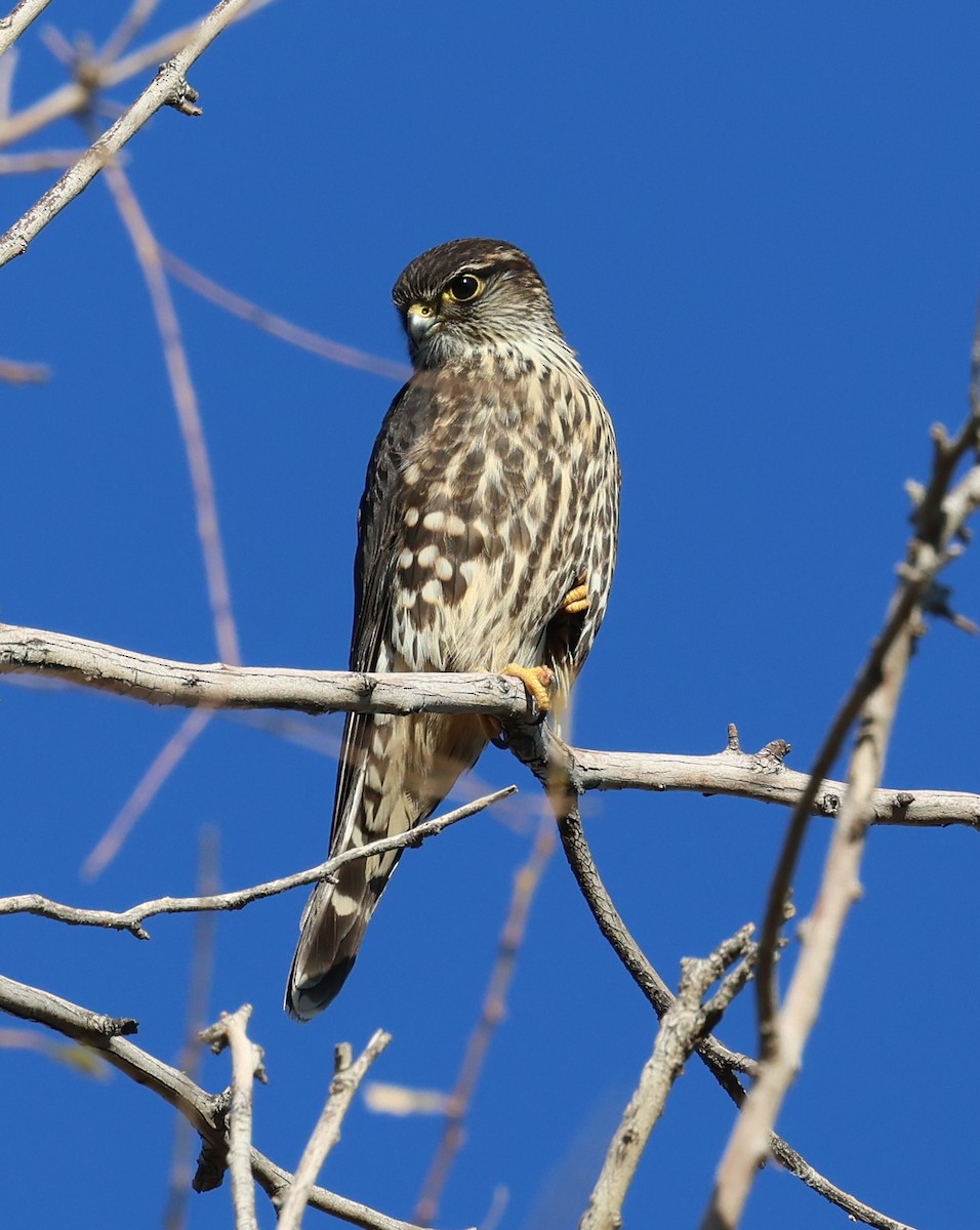 Smeriglio - ML645213712