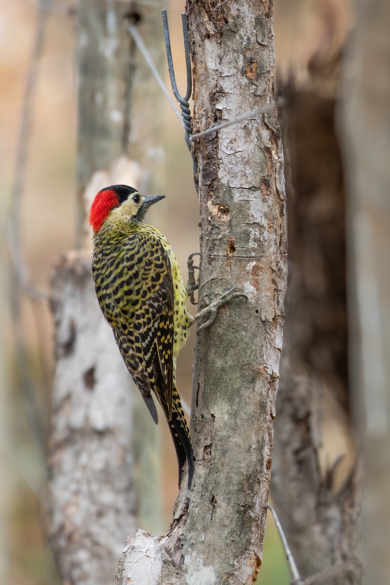 Черноусый дятел - ML645213713