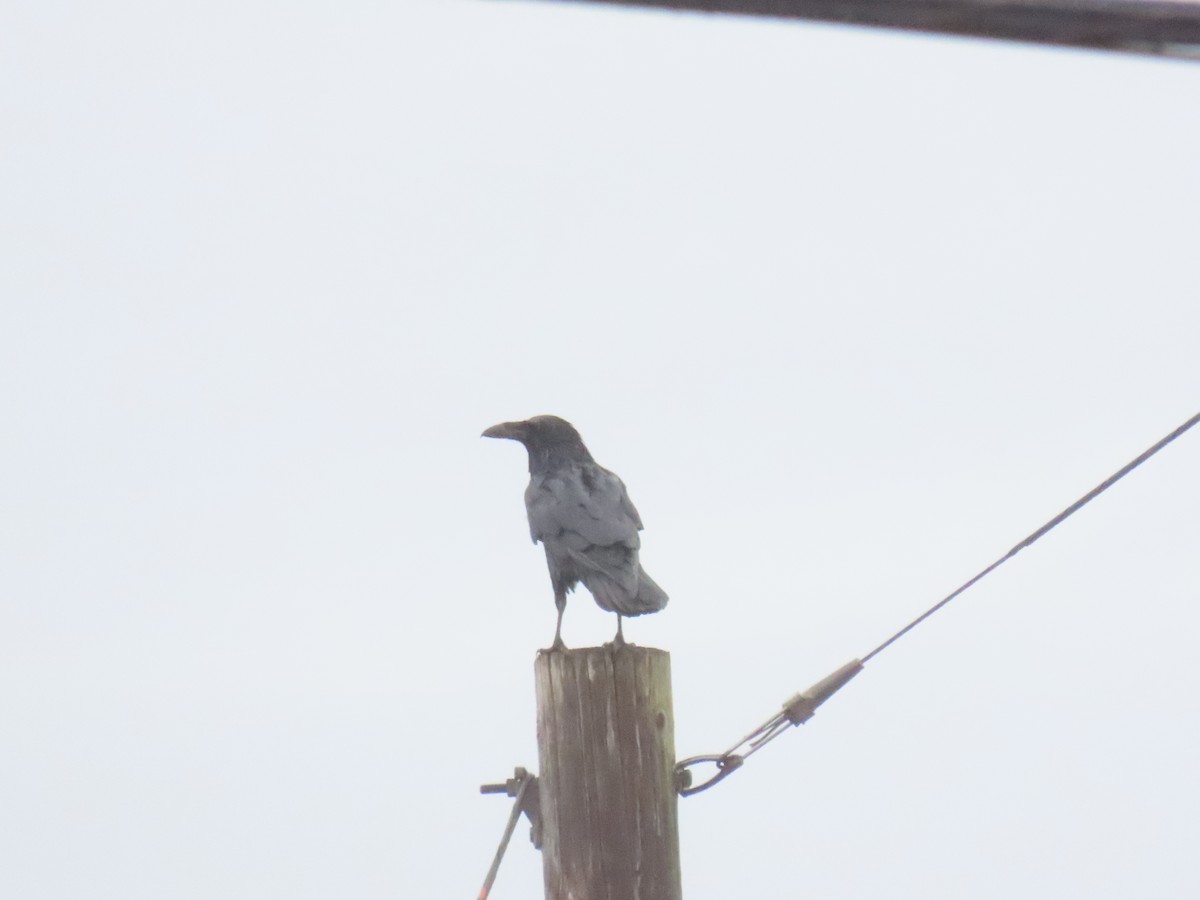 Erroi handia - ML645213714