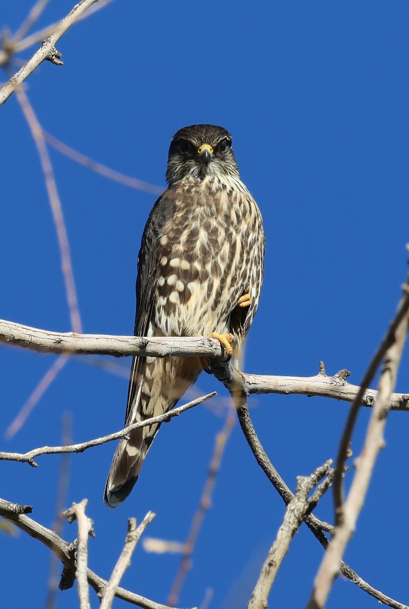 Smeriglio - ML645213715