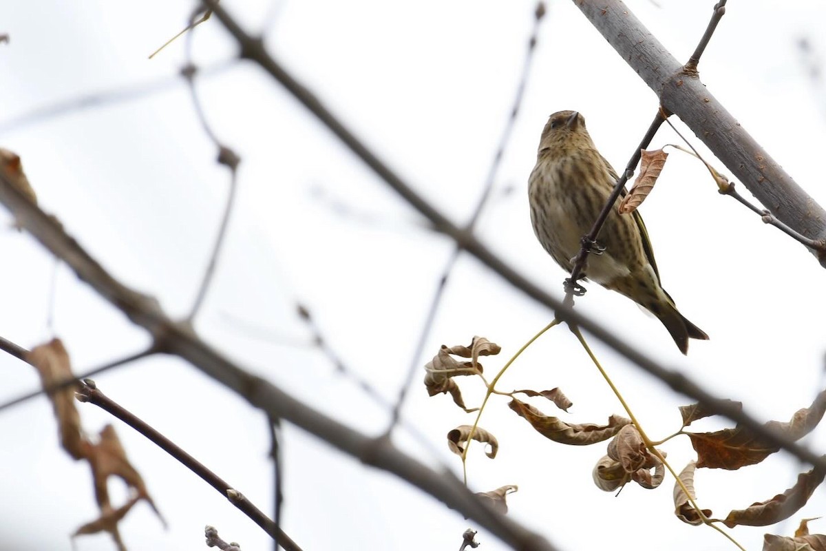 čížek severoamerický - ML645213716