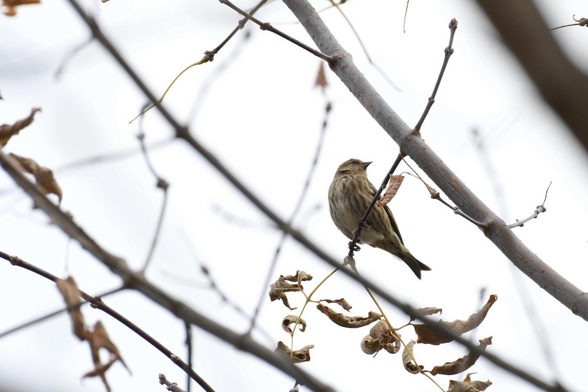 čížek severoamerický - ML645213717