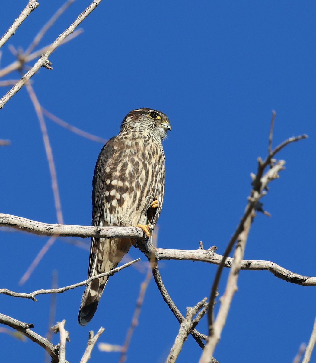 Smeriglio - ML645213718