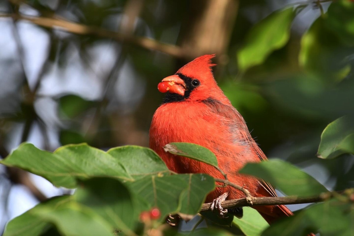 Красный кардинал - ML645213720