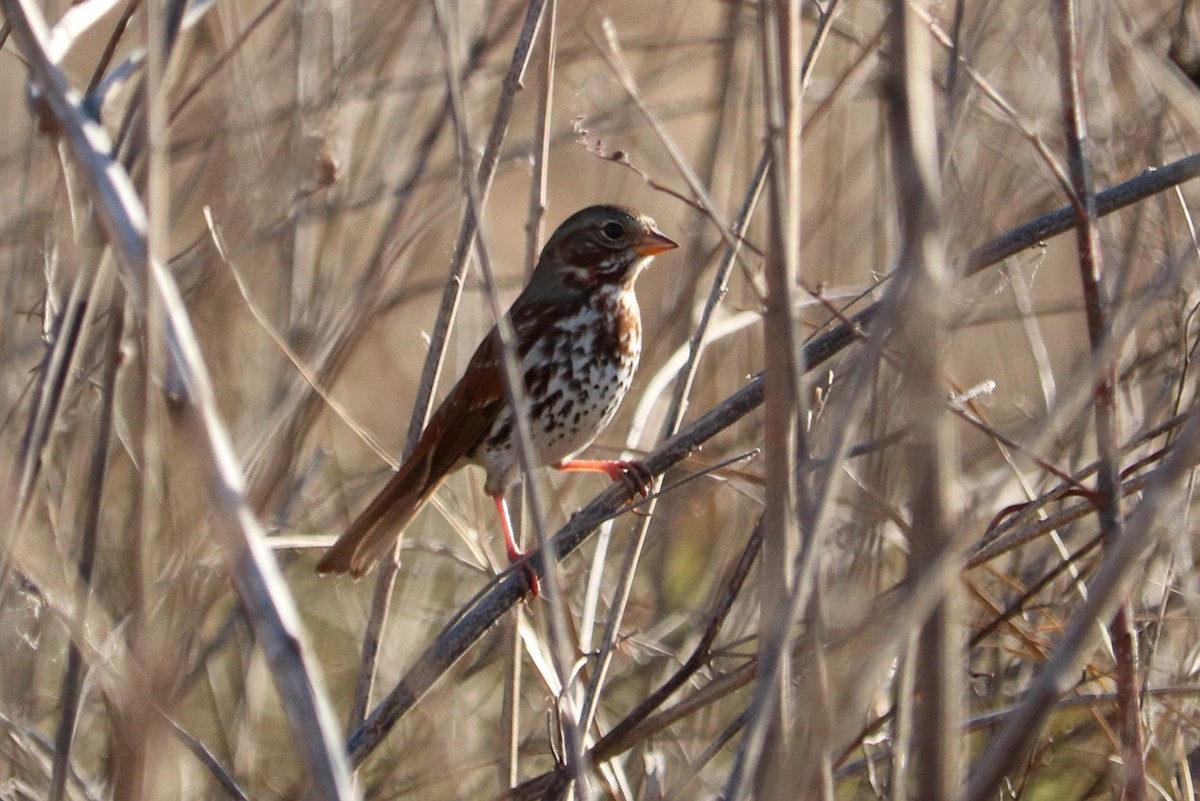 Fox Sparrow - ML645213722