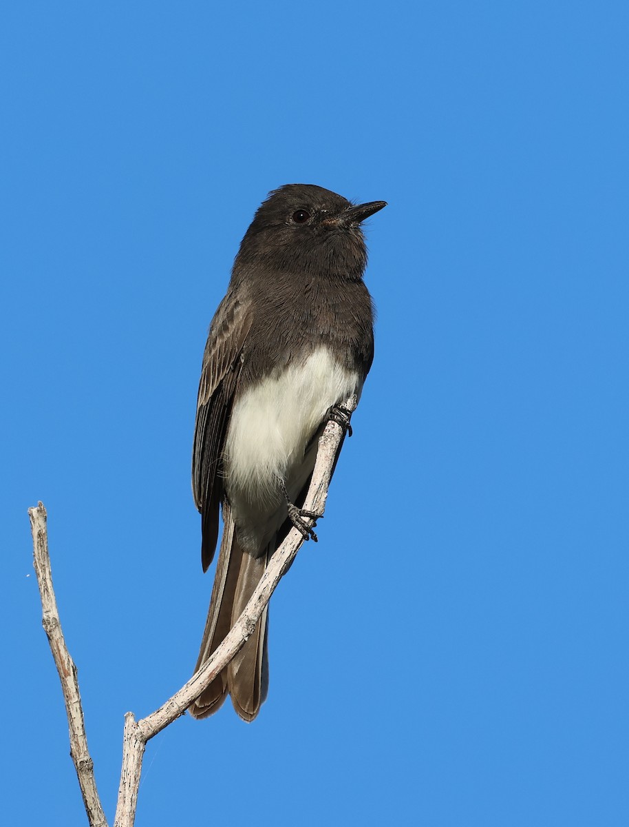 Black Phoebe - ML645213726