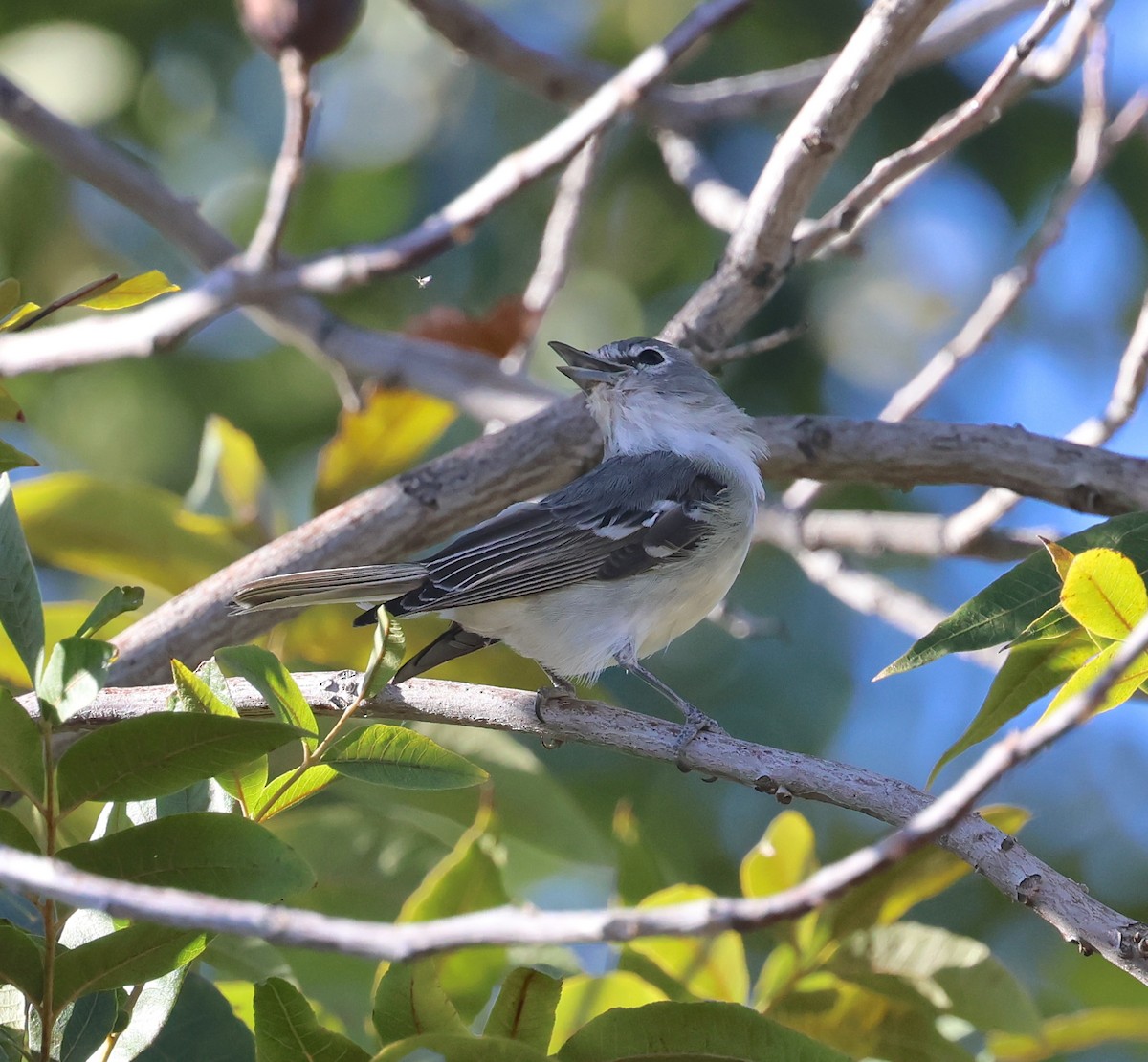 Plumbeous Vireo - ML645213744