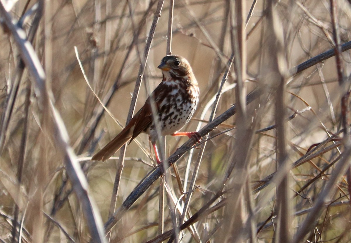 Fox Sparrow - ML645213745