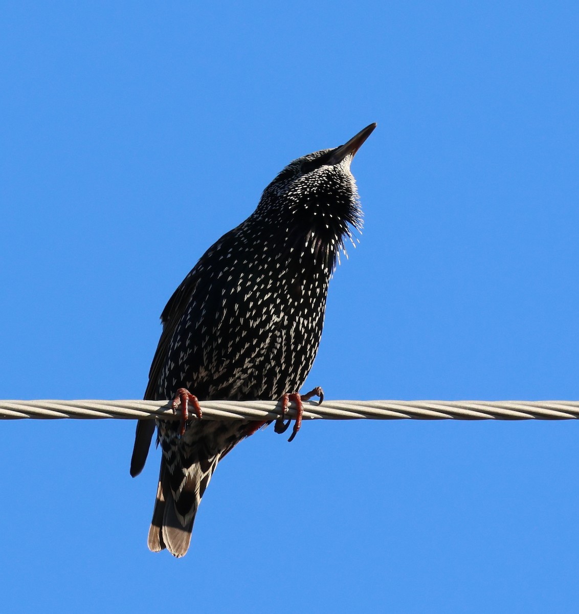 Storno - ML645213746