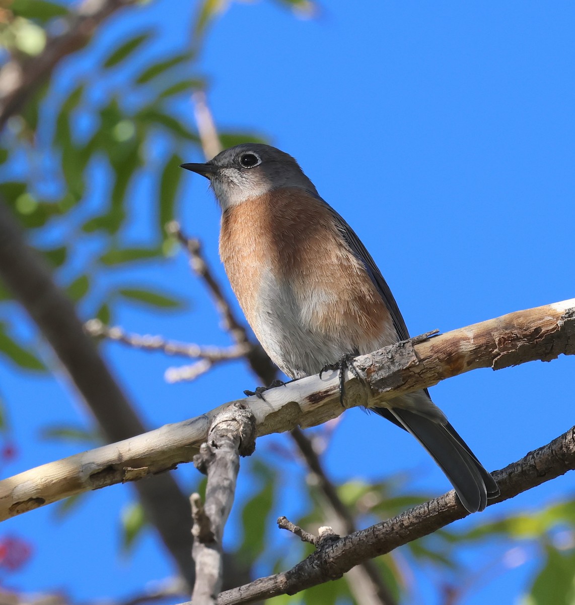 Western Bluebird - ML645213749