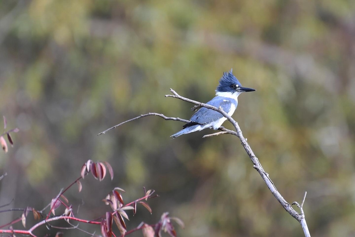 rybařík pruhoprsý - ML645213754