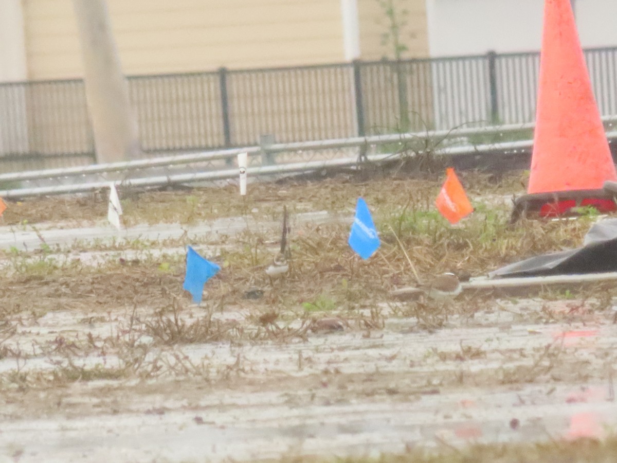 Semipalmated Plover - ML645213757