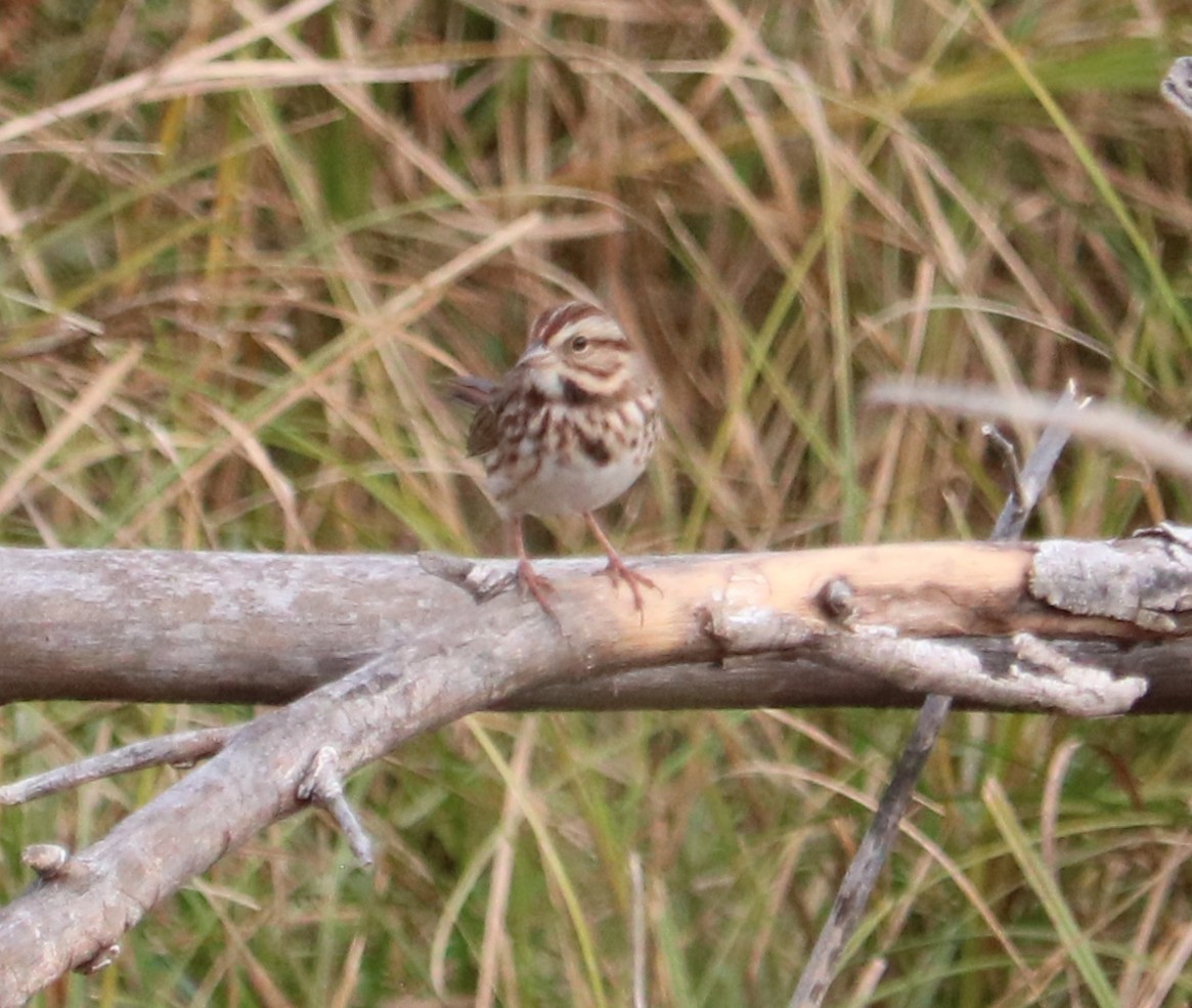 Song Sparrow - ML645213762
