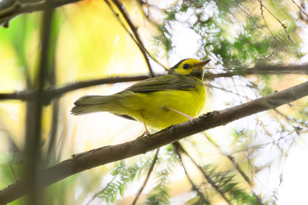 Болотянка чорногорла - ML645213766