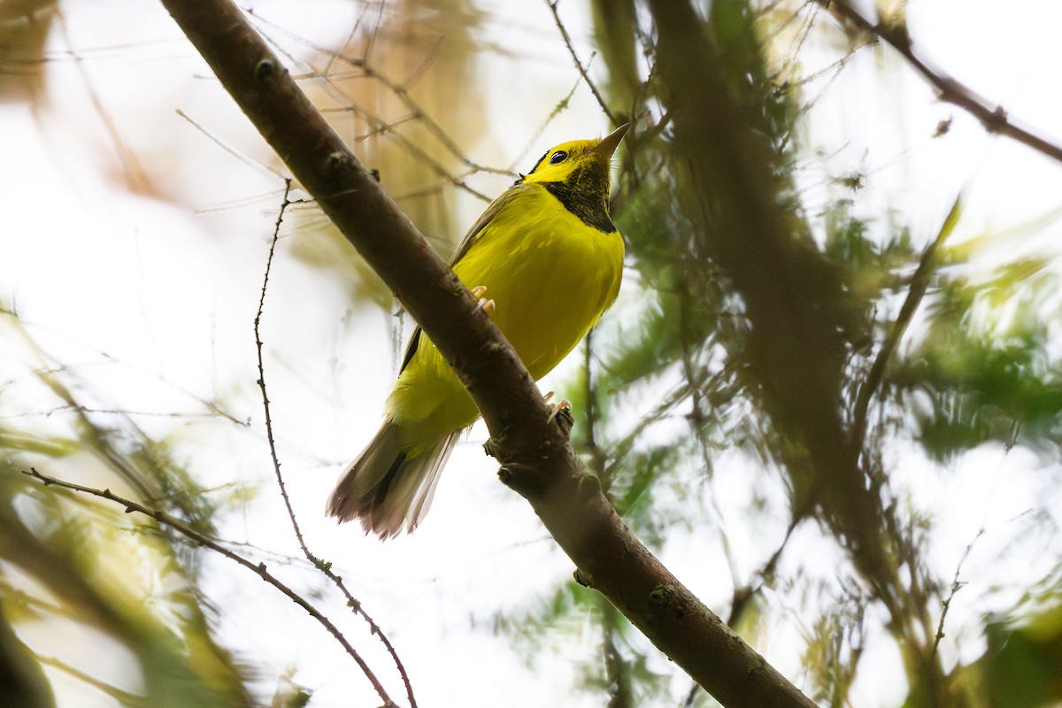 Болотянка чорногорла - ML645213767