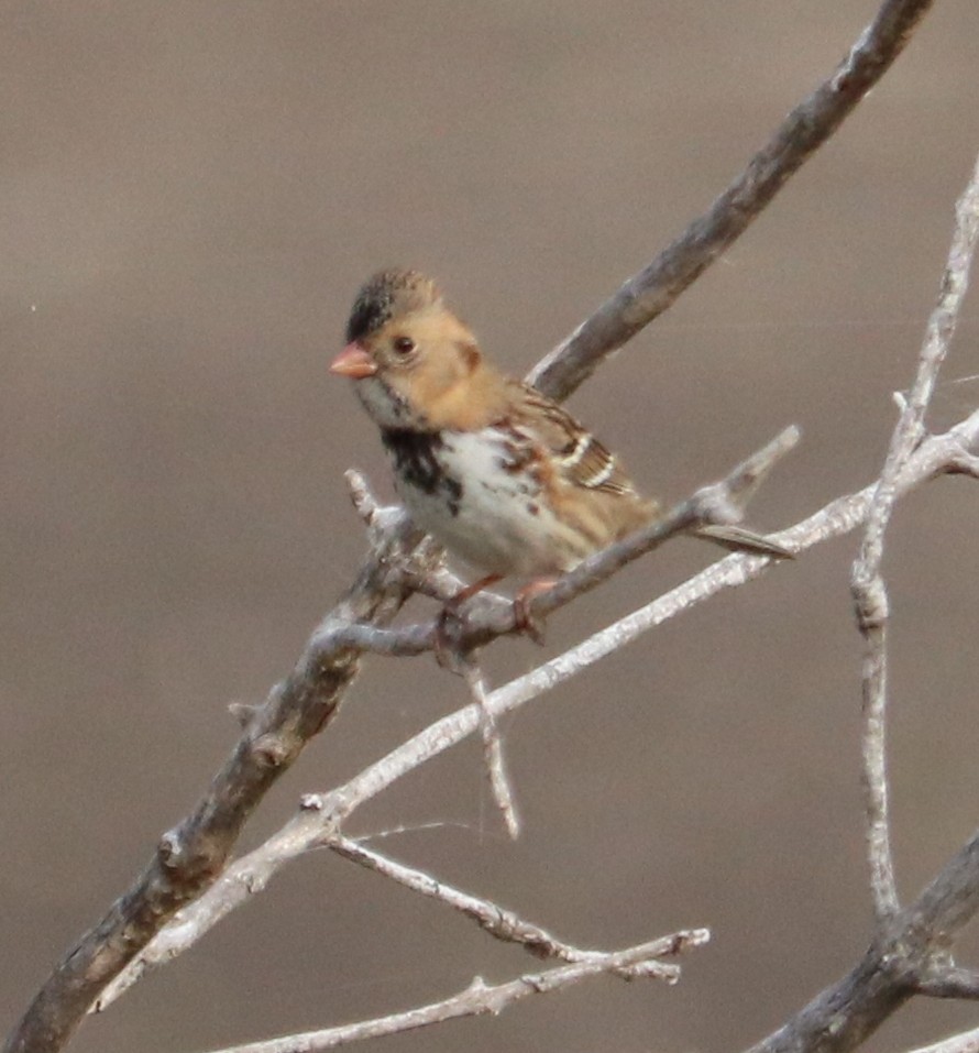 Harris's Sparrow - ML645213775