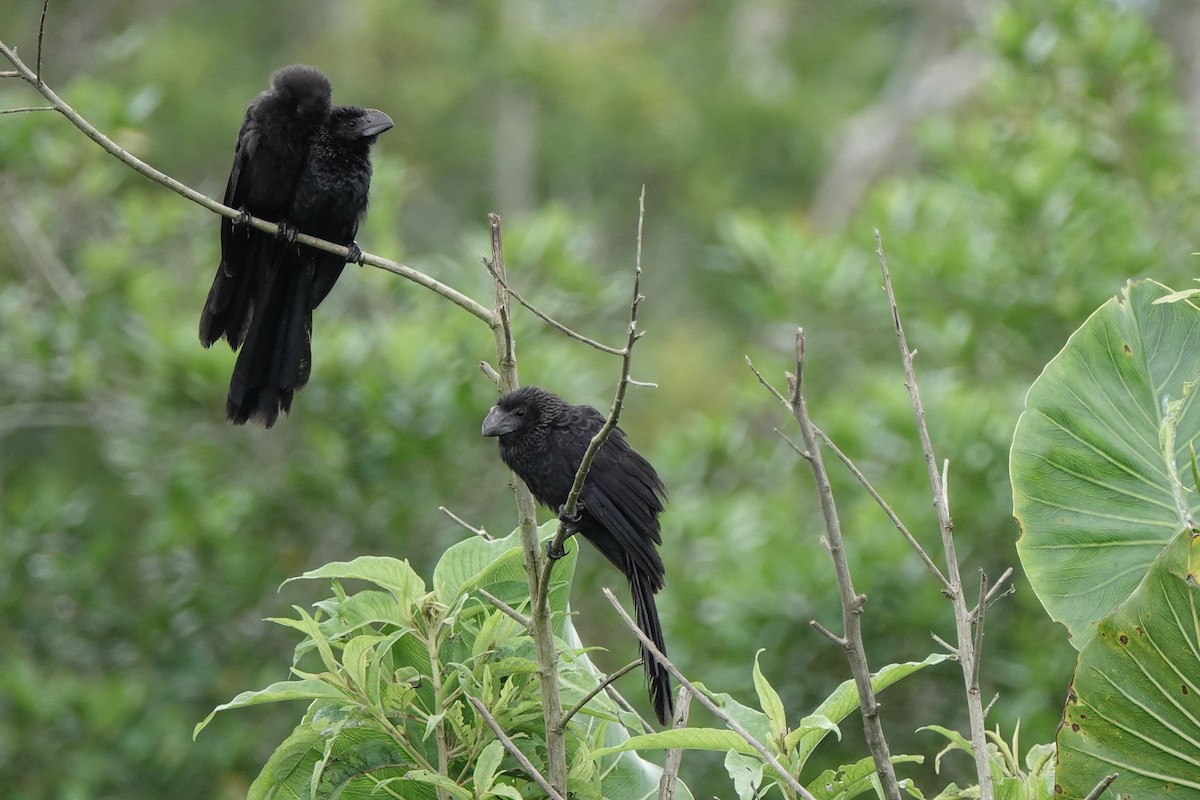 Smooth-billed Ani - ML645213779