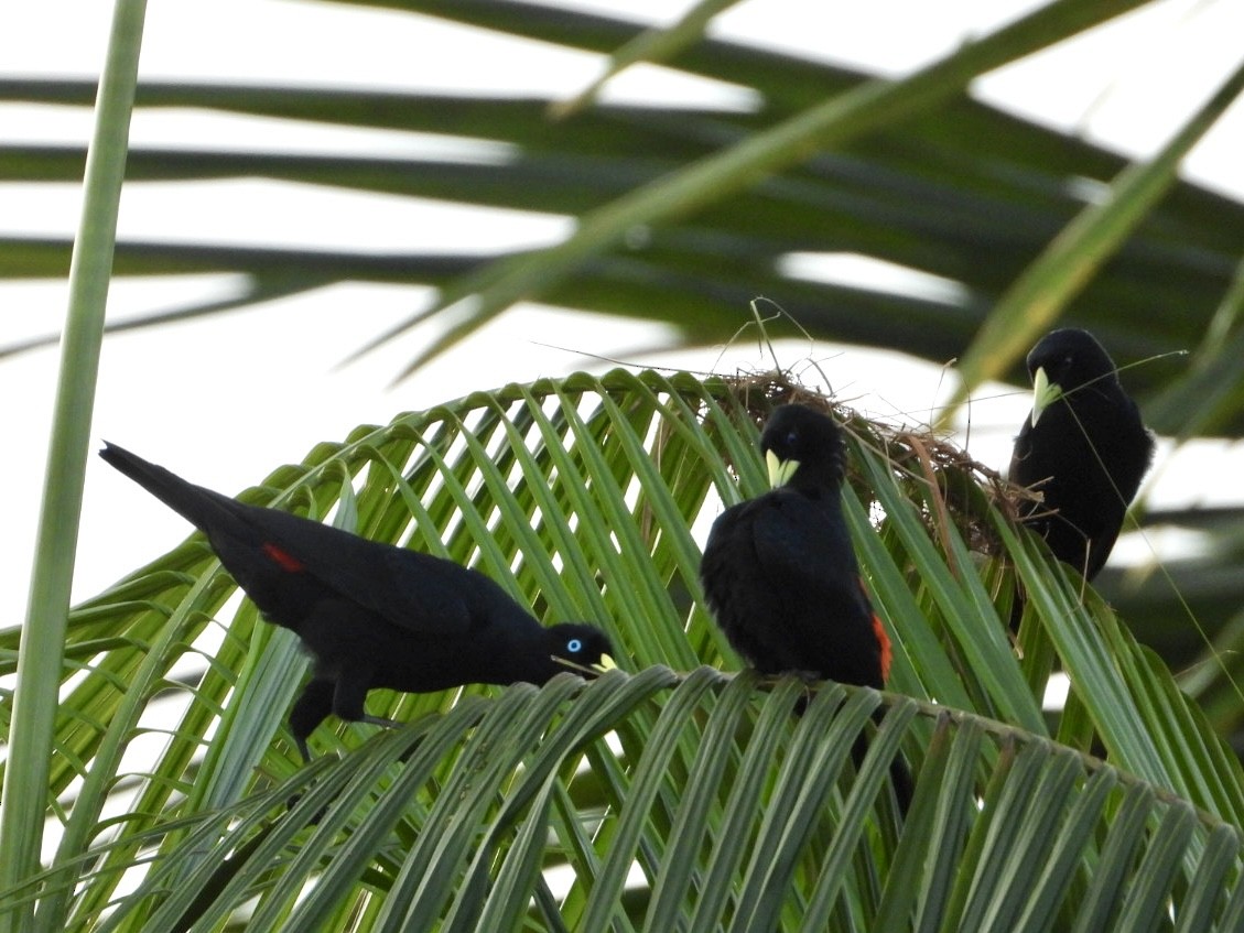 Red-rumped Cacique - ML645213780