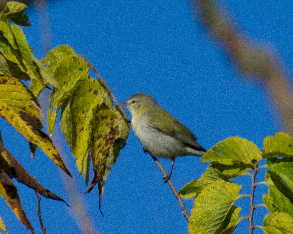 Червоїд світлобровий - ML645213792