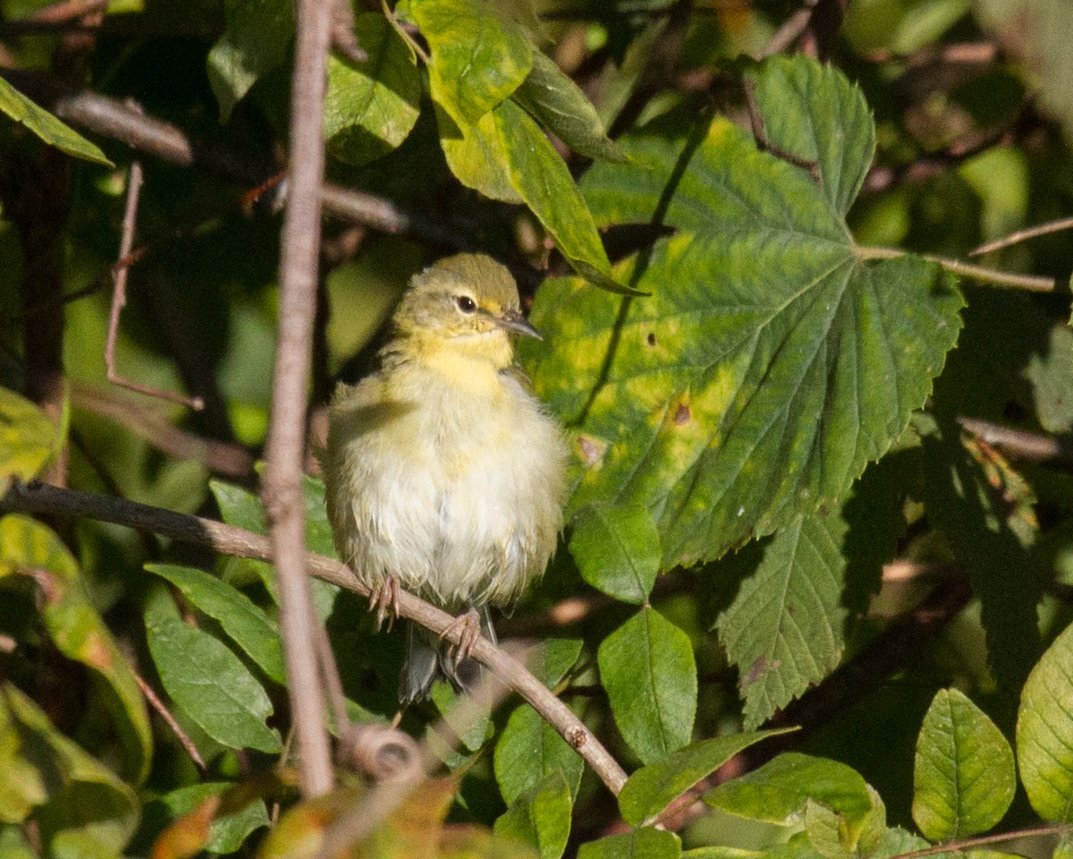 Червоїд світлобровий - ML645213793