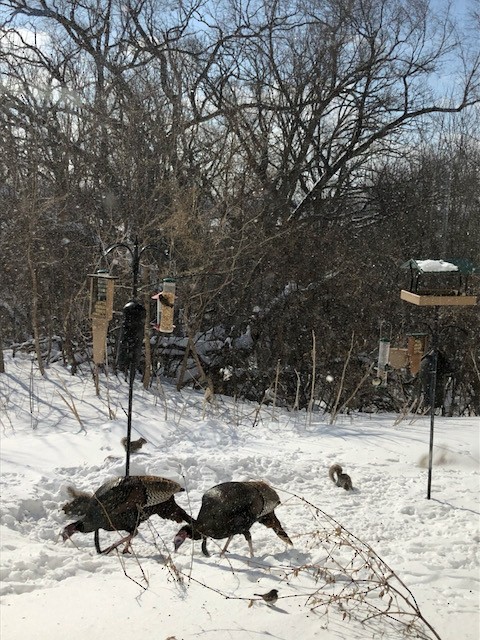 Wild Turkey - ML645213795