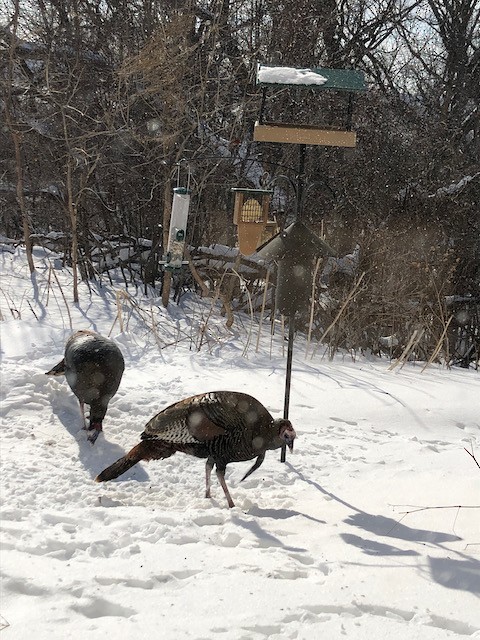 Wild Turkey - ML645213796