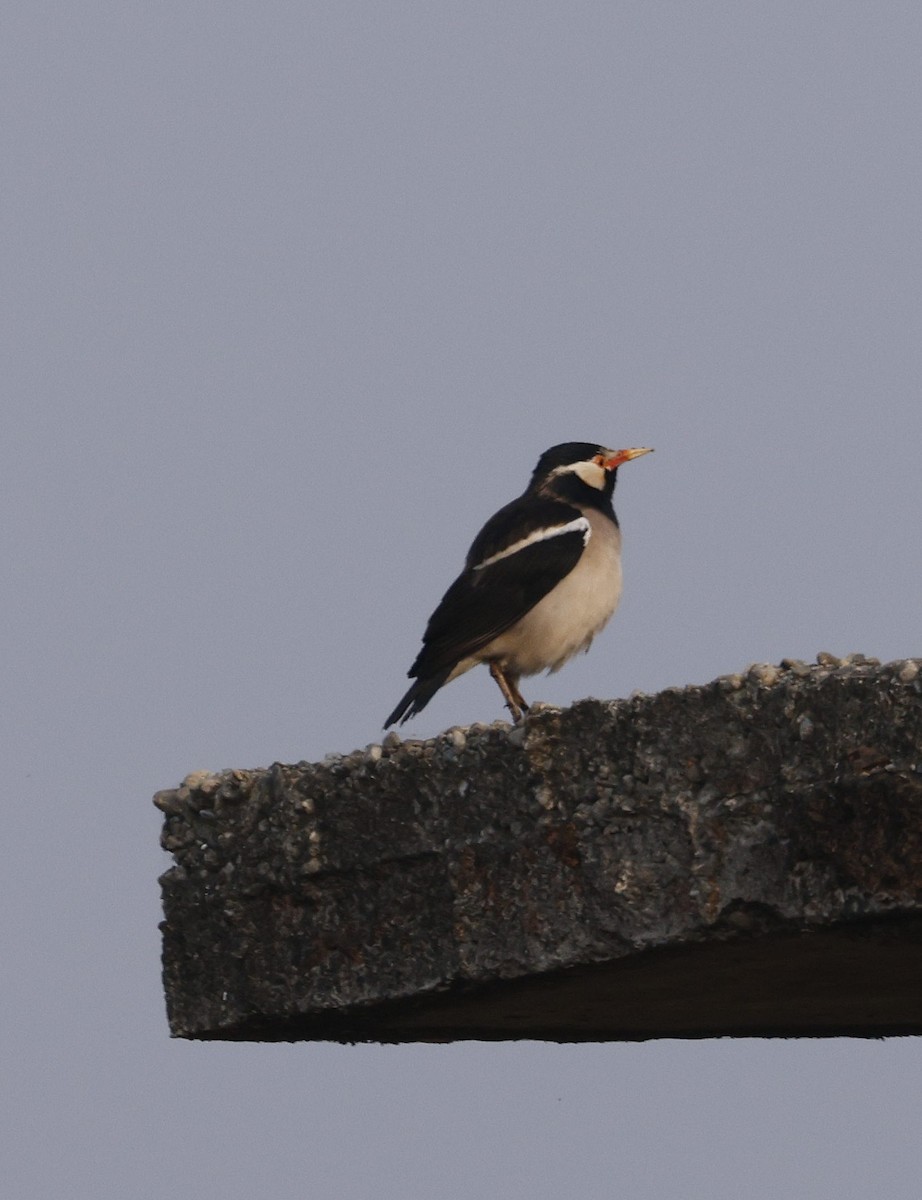 Indian Pied Starling - ML645213809