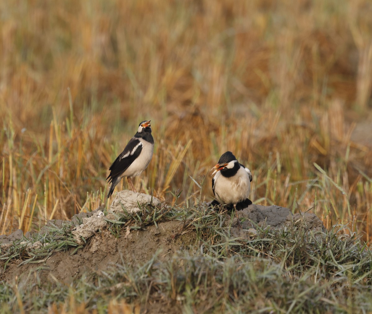 Indian Pied Starling - ML645213810