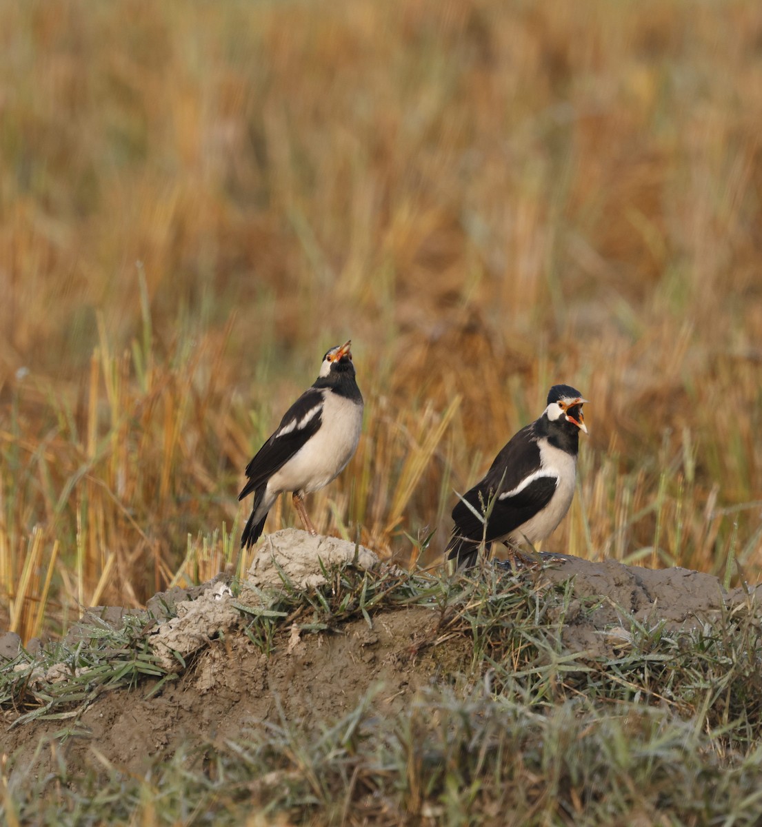 Indian Pied Starling - ML645213811