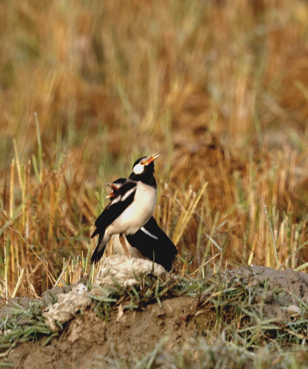 Indian Pied Starling - ML645213812