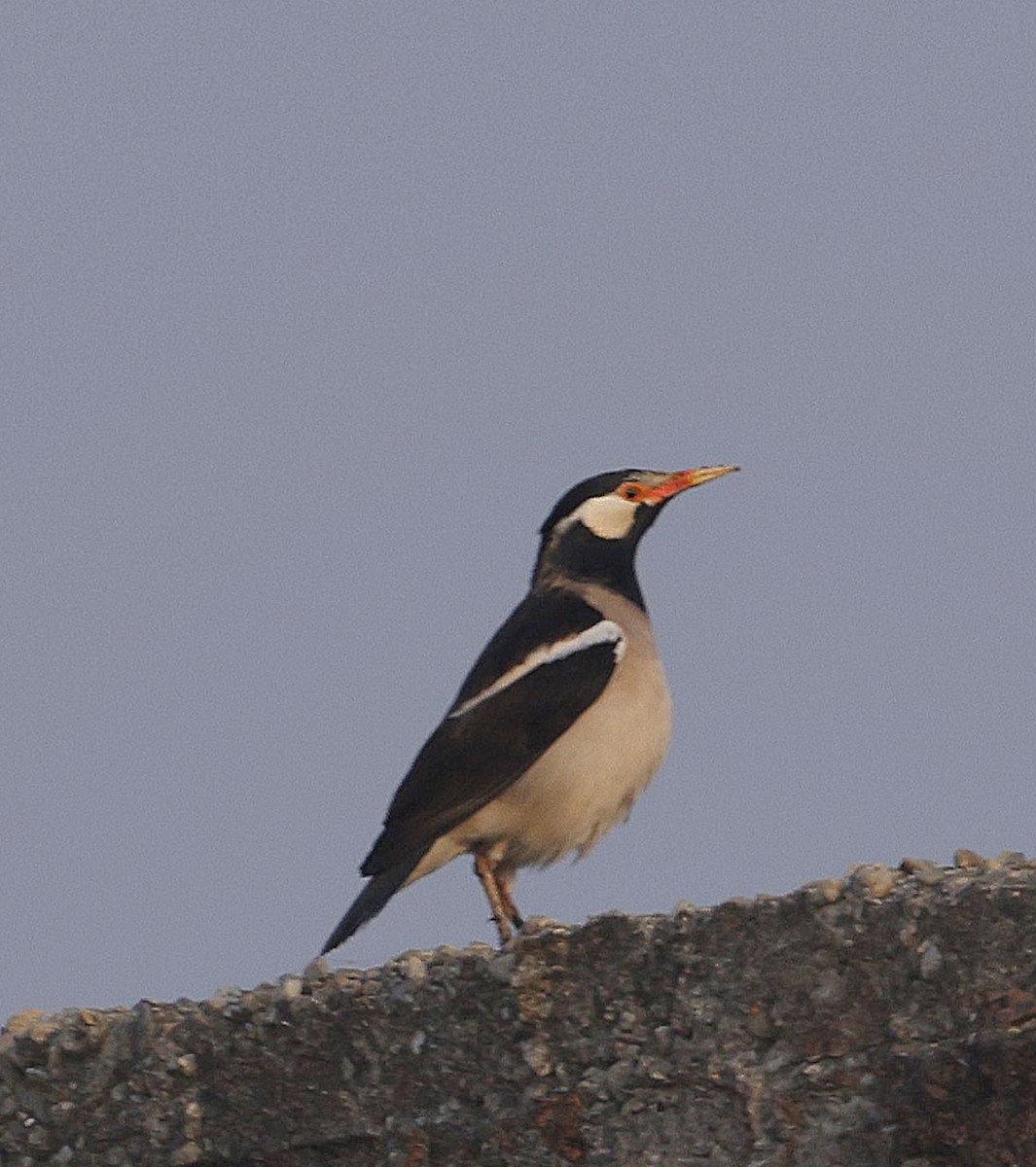 Indian Pied Starling - ML645213813