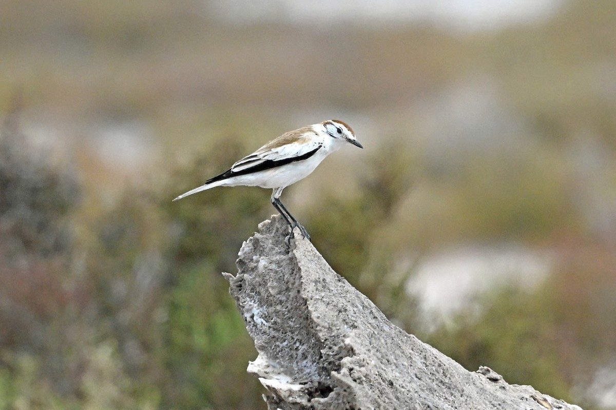 Salinas Monjita - ML645213823