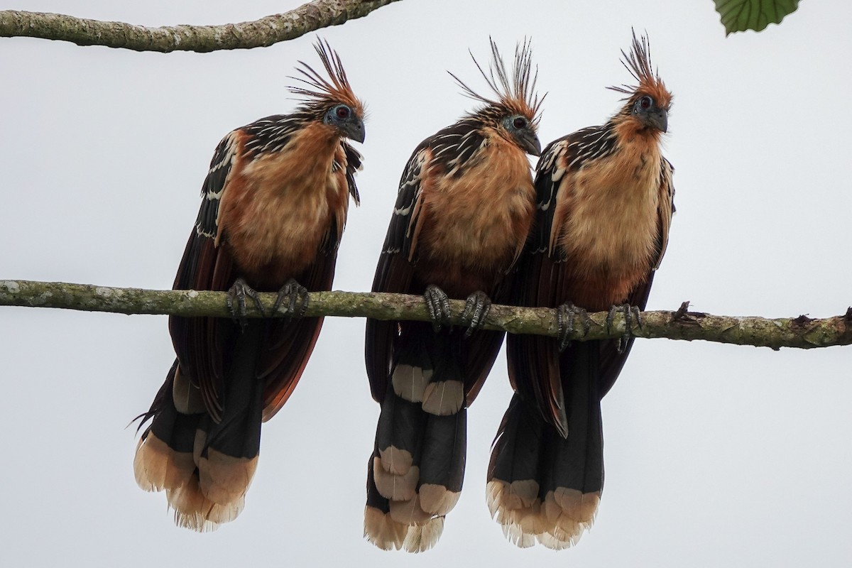 Hoatzin - ML645213854