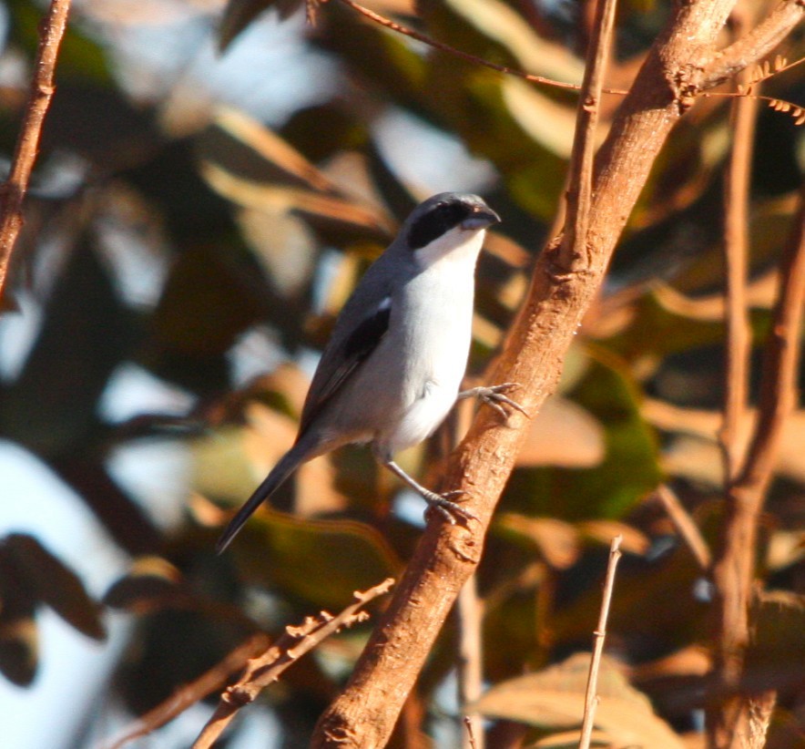 White-banded Tanager - ML645213858