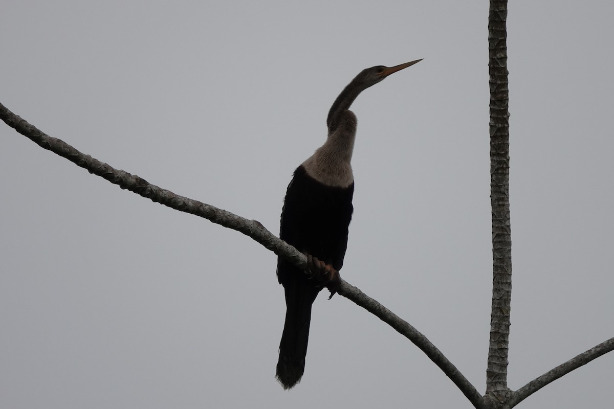 Anhinga - ML645213876