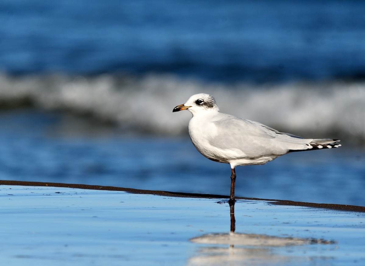 Mediterranean Gull - ML645213886