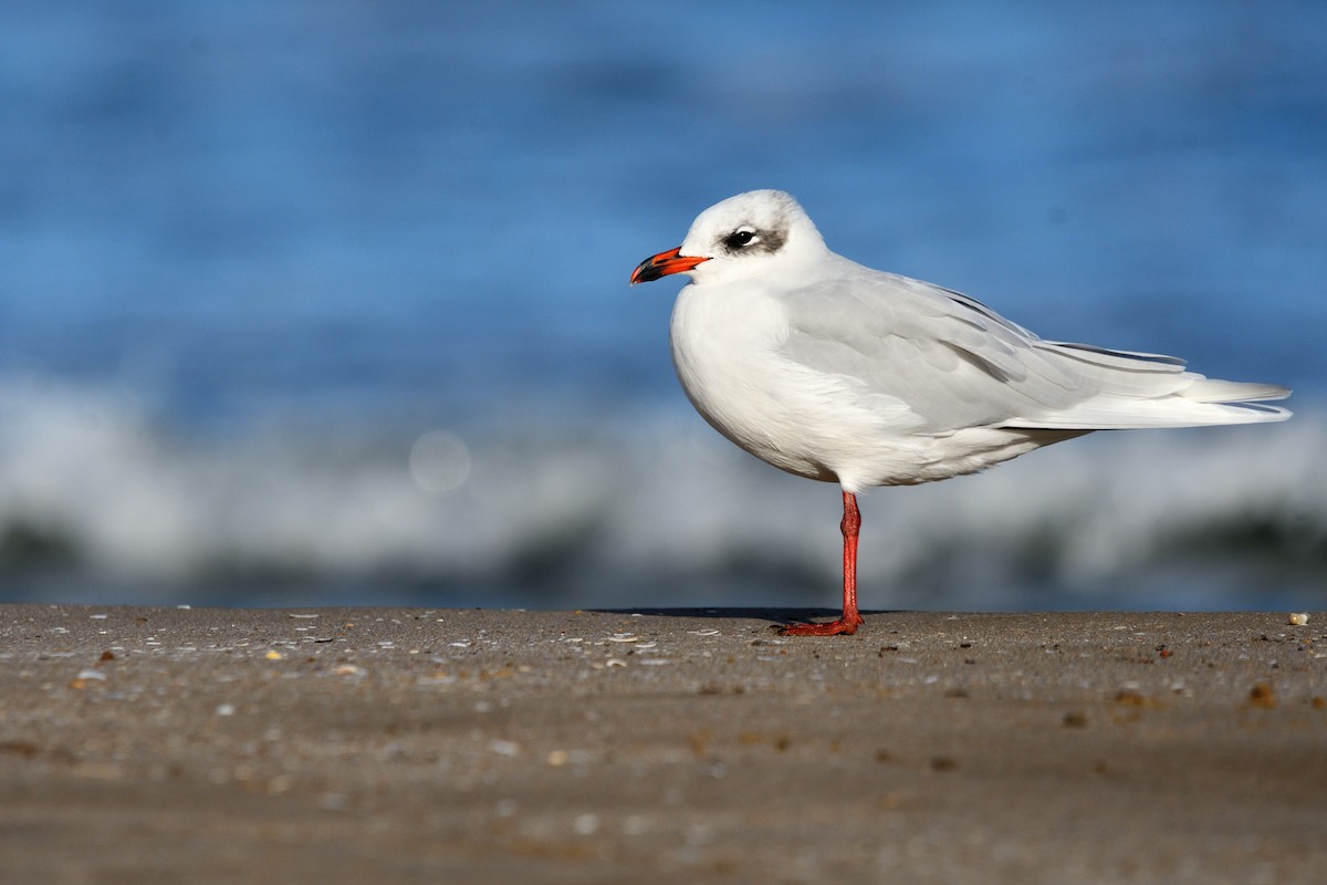 Mediterranean Gull - ML645213887
