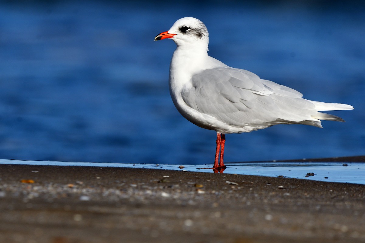 Mediterranean Gull - ML645213888