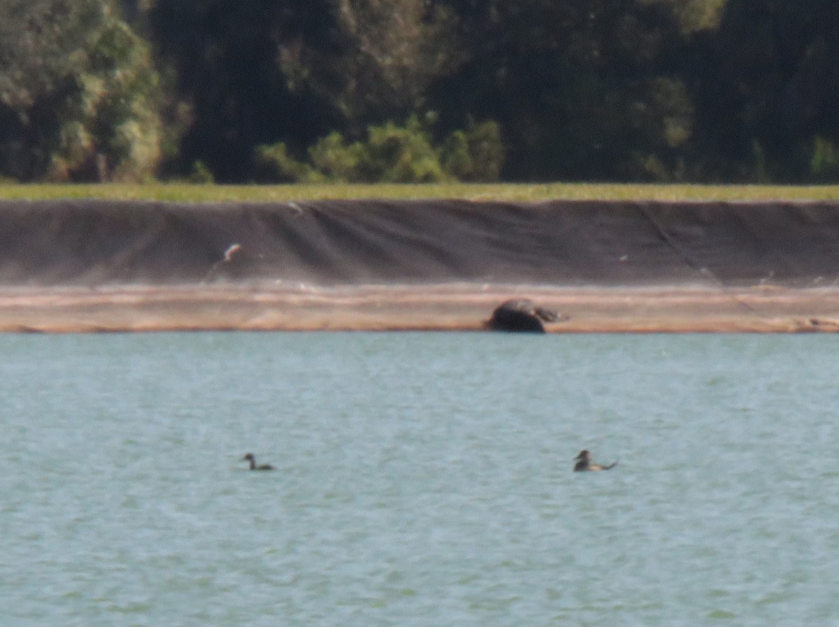 Ruddy Duck - ML645213897