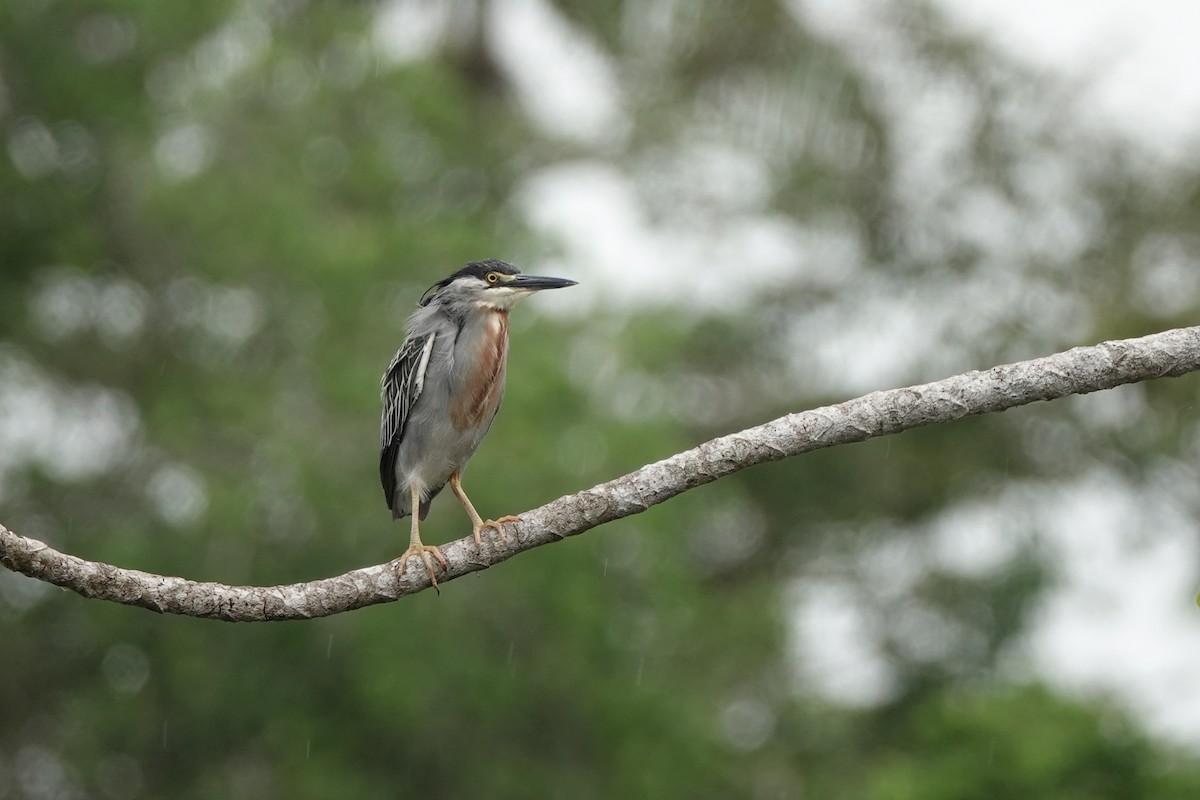 Striated Heron - ML645213909