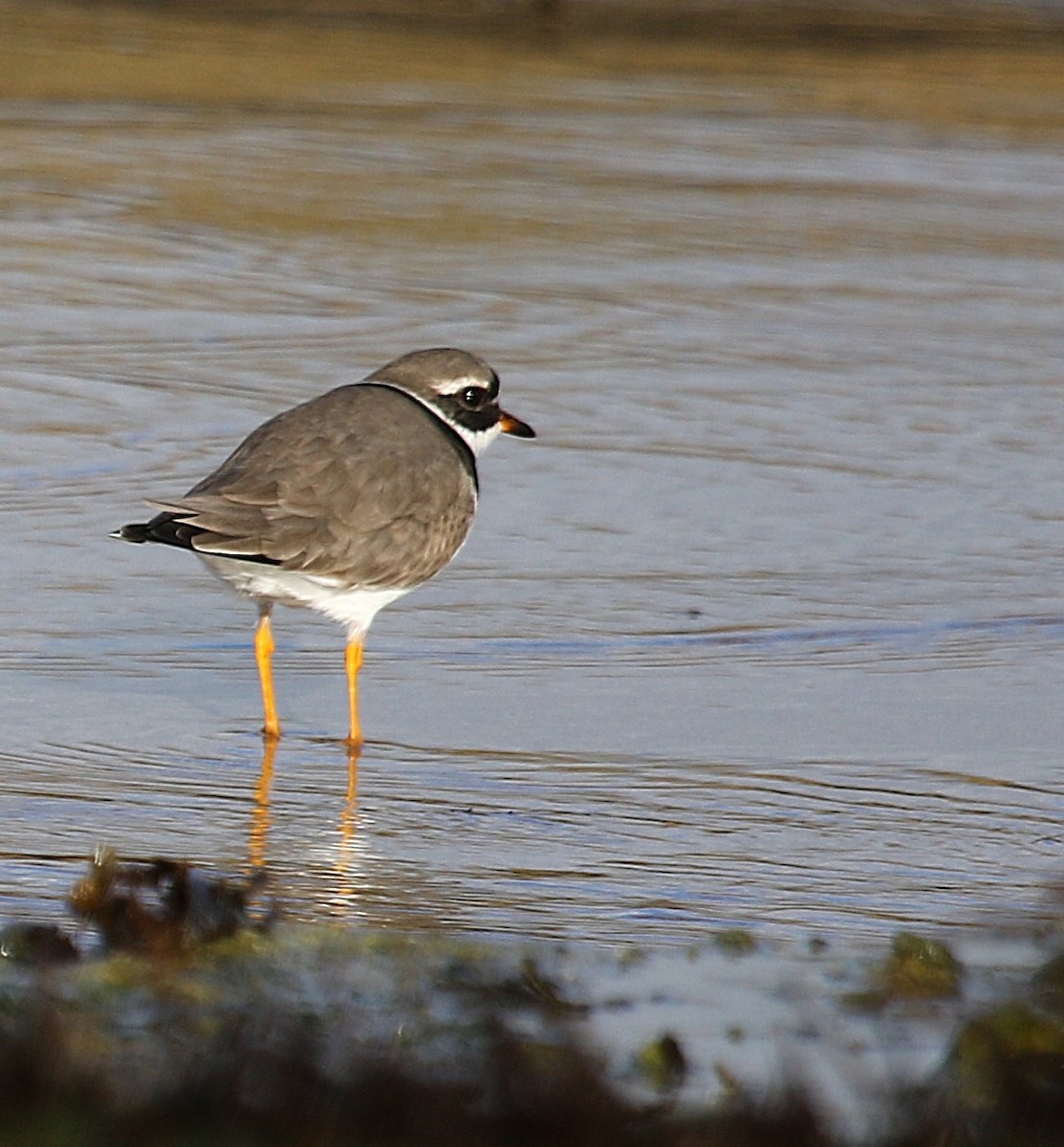 Хүзүүвчит хиазат - ML645213910