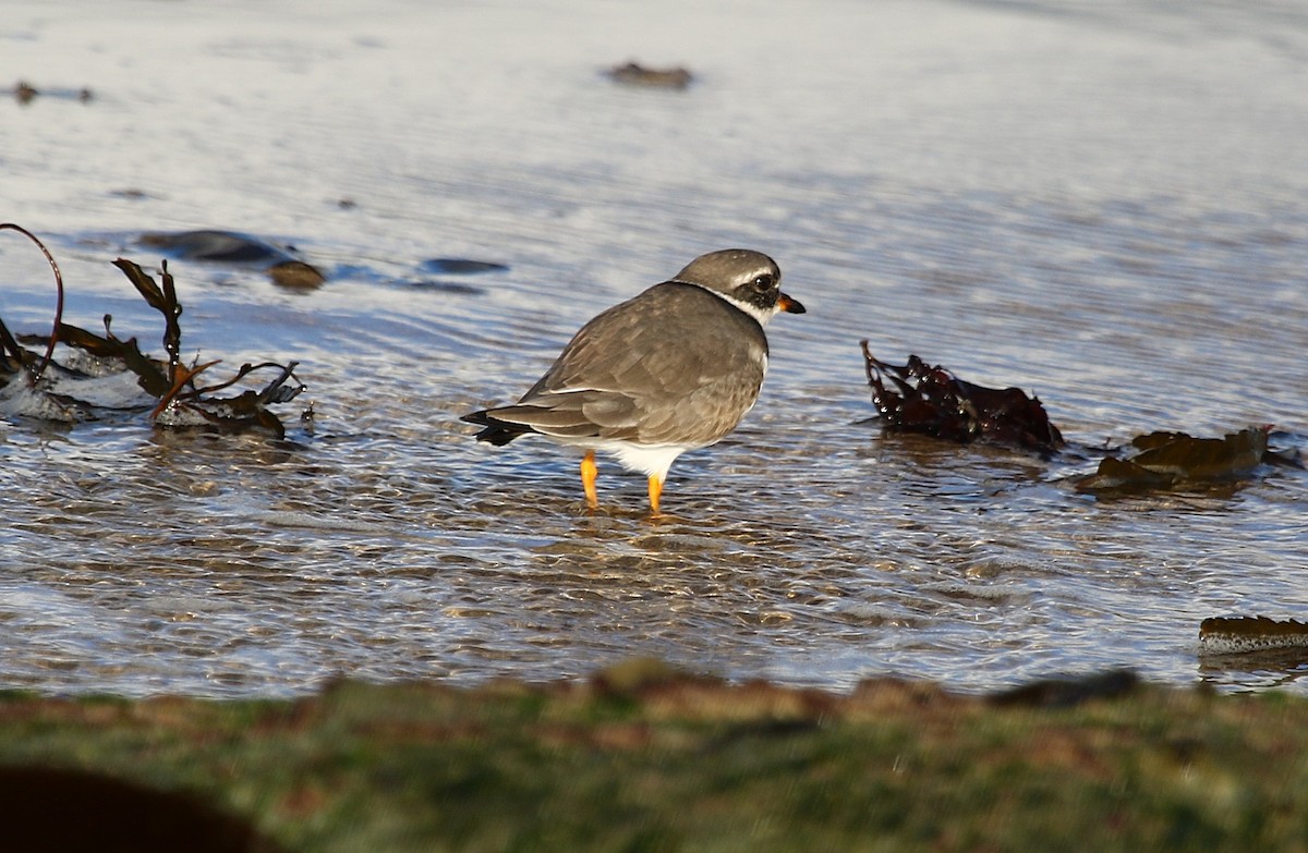 Хүзүүвчит хиазат - ML645213911