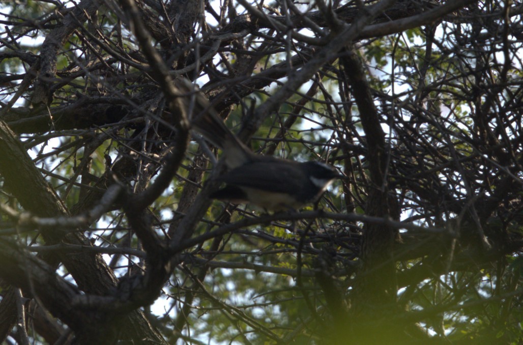 Spot-breasted Fantail - ML645213912