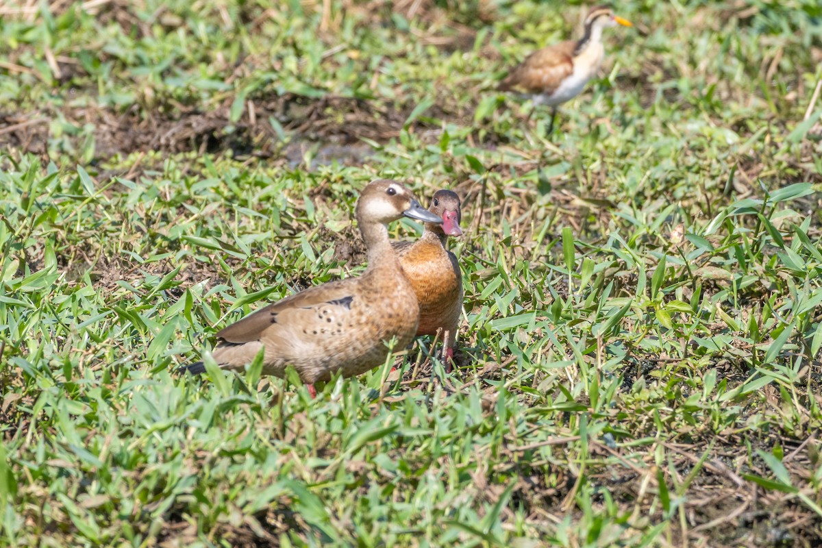 Brazilian Teal - ML645213915