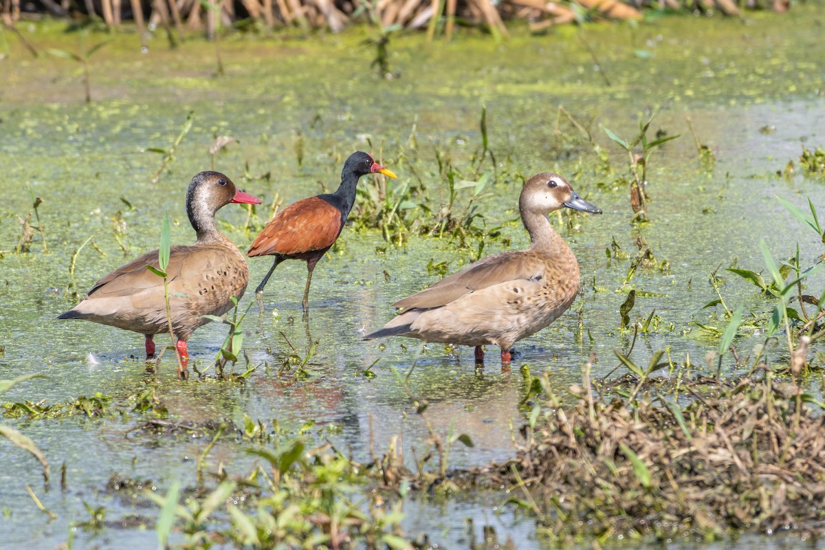 Brazilian Teal - ML645213916