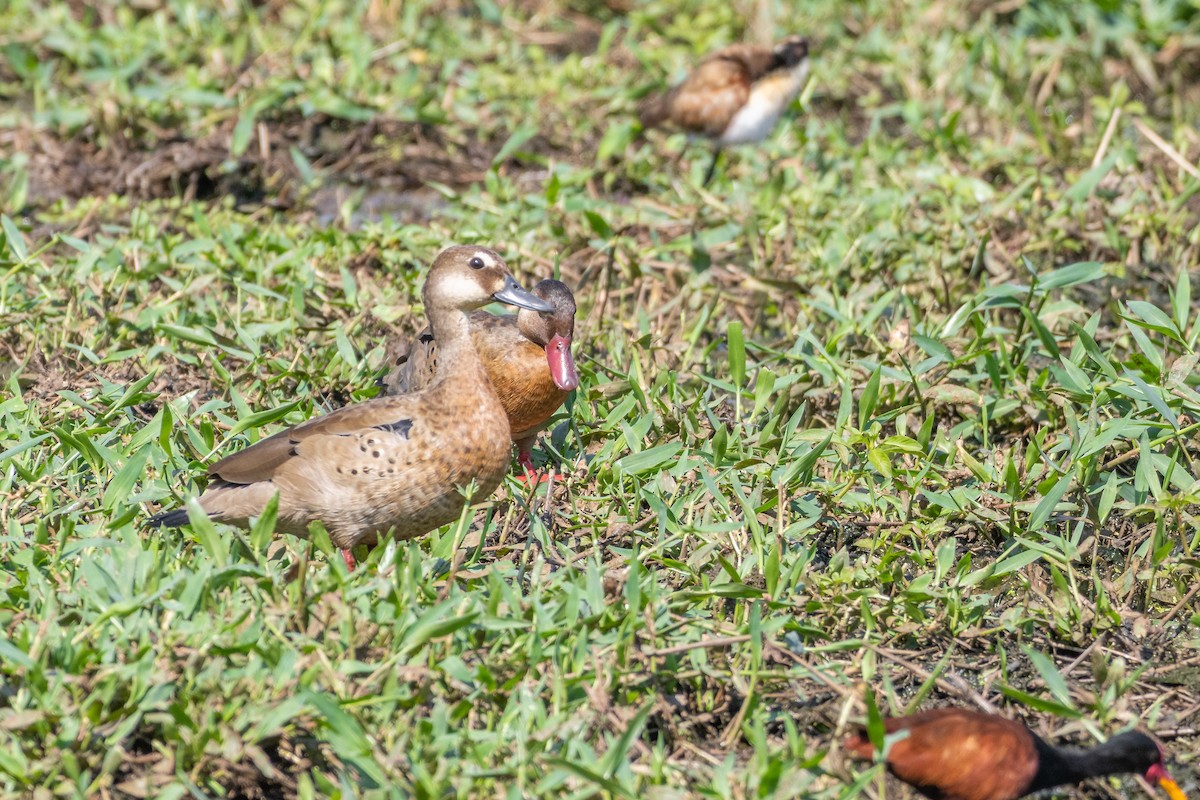 Brazilian Teal - ML645213917