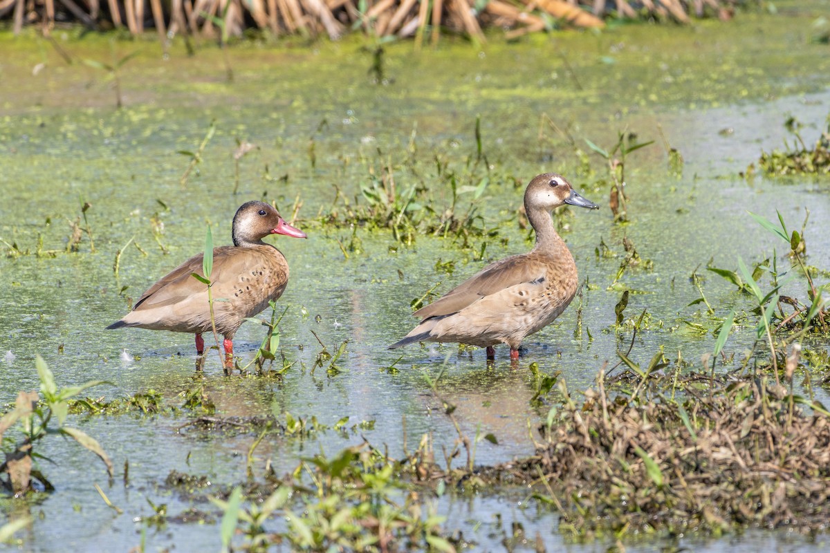 Brazilian Teal - ML645213918