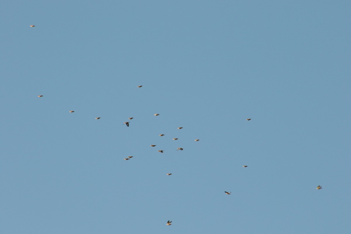 Evening Grosbeak - ML645213922